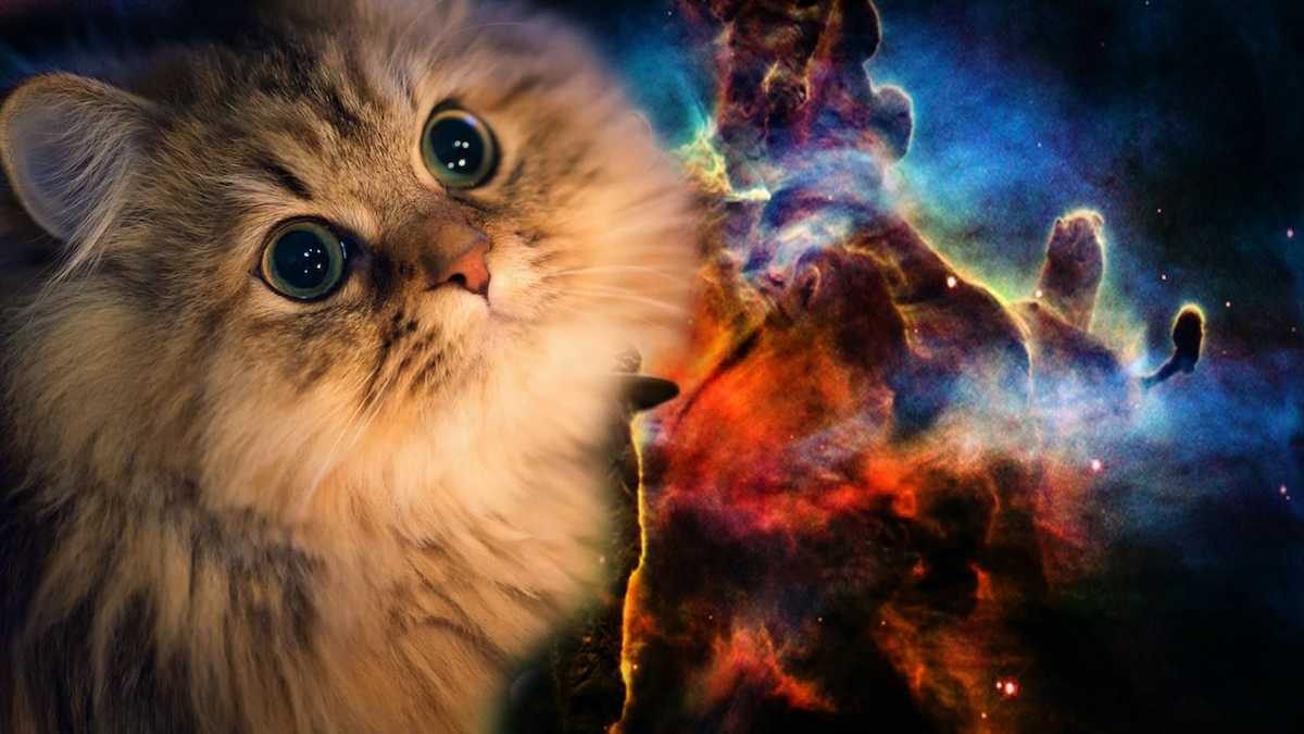 A cat questioning reality in space